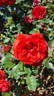 François Rabelais rose photo