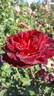 Black Garnet rose photo