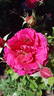 Double Take ™ rose photo