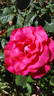 Let Freedom Ring ™ rose photo