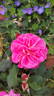 American Legacy rose photo