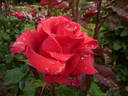 Let Freedom Ring ™ rose photo