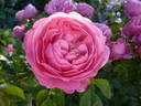 Leonardo da Vinci, Cl. rose photo