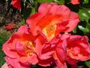 All That Jazz rose photo
