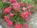 Cera rose photo