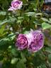 Blue Moments rose photo