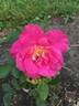 SPOTTED OWL rose photo
