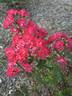 Red Fairy rose photo