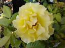 Adson von Melk rose photo