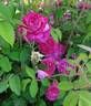 Beau Narcisse rose photo