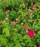 Beau Narcisse rose photo