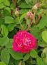 Beau Narcisse rose photo