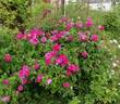 Beau Narcisse rose photo