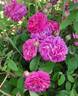 Beau Narcisse rose photo