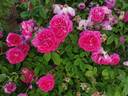 Beau Narcisse rose photo