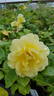 Sunbeam Veranda rose photo