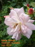 Marie-Victorin rose photo