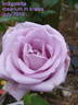 Indigoletta rose photo