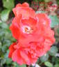 Paul Crampel rose photo
