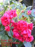 Super Elfin rose photo
