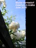 Mühle Hermsdorf rose photo