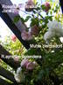 Mühle Hermsdorf rose photo