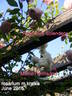Mühle Hermsdorf rose photo