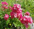 Lillan rose photo