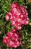 Lillan rose photo