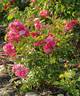 Lillan rose photo