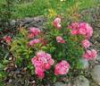 Lillan rose photo