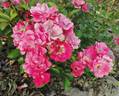 Lillan rose photo