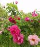 Lydia Freimane rose photo
