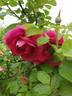 Lydia Freimane rose photo