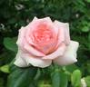 Guy de Maupassant rose photo