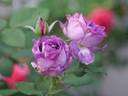Blue Moments rose photo