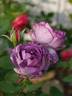 Blue Moments rose photo