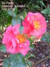 So Pretty rose photo
