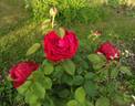 Rose des 4 vents ® rose photo