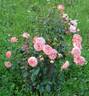 Schackenborg Castle rose photo