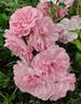 Uetersens Rosenprinzessin rose photo