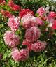 Uetersens Rosenprinzessin rose photo
