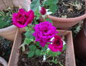 Chess ® rose photo