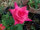 Snuffy rose photo
