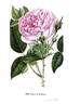 Comtesse de Rambuteau rose photo