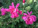 Entente Cordiale rose photo