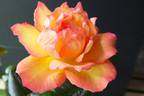 Loving Lorna rose photo