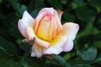 Loving Lorna rose photo