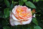 Loving Lorna rose photo