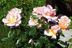 Loving Lorna rose photo